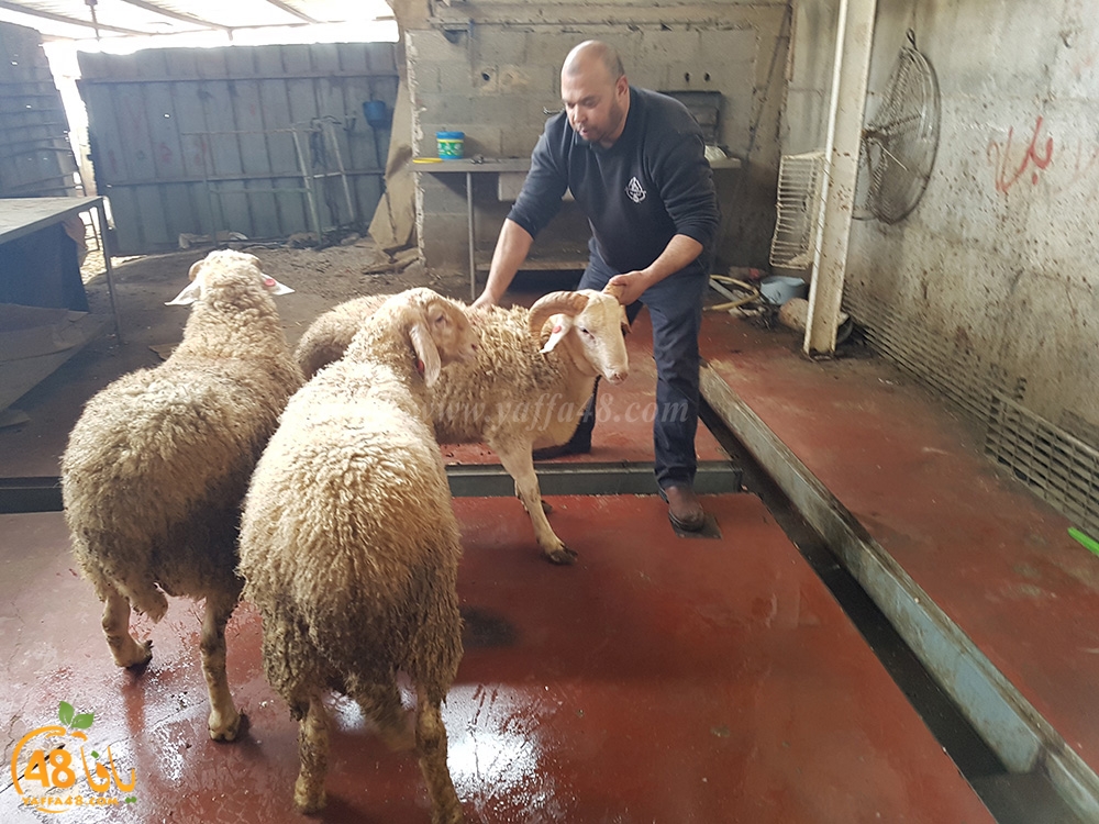 dab7 kharoof jam3iya (9).jpg